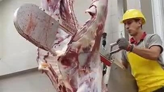 شقه کردن گوشت گوساله با اره برقی