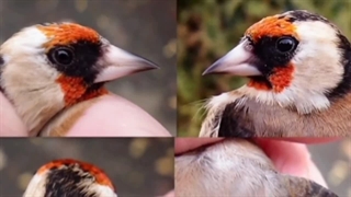 گرانترین پرنده جهان | پرنده خانگی در حال انقراض | تاپ فایو گرانترین ها