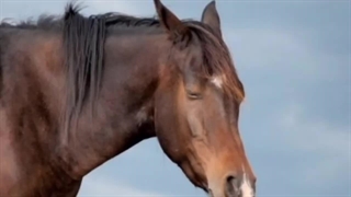 گرانترین اسب های دنیا