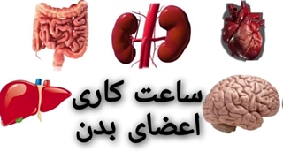 آیا میدانید اعضای بدن شما چی ساعتی فعالیت میکند و چی ساعتی استراحت میکند؟