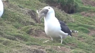 بلعیدن کامل خرگوش توسط مرغ دریایی!