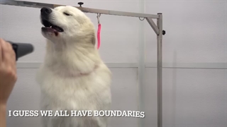 بل و سباستین ؛ درباره یک اثر که با سگ کوهستان پیرنه معروف شد