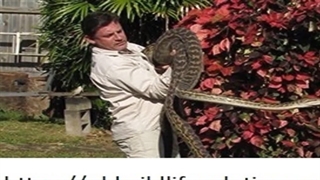 Snake Catcher Cairns