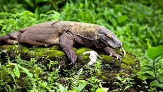 موجودات سمی:زندگی در معرض خطرات ۱۰تااز سمی ترین موجودات جهان
