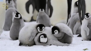 زندگی پر فراز و نشیب پنگوئن ها
