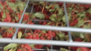 خشک کردن زرشک با دستگاه میوه خشک کن 200 کیلویی اسوه