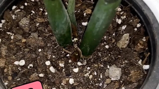 خرید اینترنتی ارسال کود مخصوص مناسب ممنوع پاجوش دهی برای رشد انفجاری هورمون رشد سریع بهترین سه بیست 20 20 20 زاموفیلیا سانسوریا