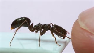 این مورچه با سرعت 230 کیلومتر برساعت شما را شگفت زده می کند