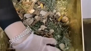 دستگاه آسیاب صنعتی عطاری 4 اسب اسوه 09133395563