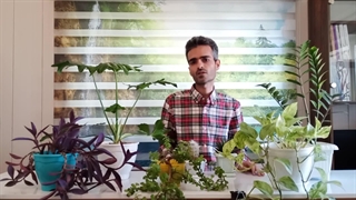 تقسیم بندی گیاهان آپارتمانی بر حسب نور