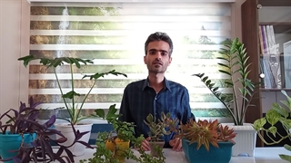 رطوبت گیاهان آپارتمانی