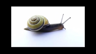 دانستنی هایی درباره حلزون ها