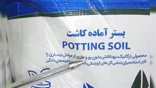 نمایندگی فروش خرید ارسال پخش قیمت عرضه عمده خاک گل آپارتمان بهکام به کام بنفشه آفریقایی بونسای بنسای کوکوپیت زاموفیلیا در دامغان