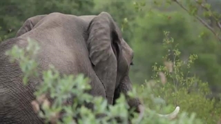 معرفی تور آفریقای جنوبی سفری جذاب و بی نظیر