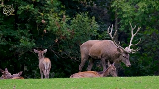 قاتلی بیرحم با ظاهری مظلوم