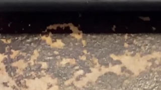 استریمری که سوسک های اتاق کثیفش را می شمارد