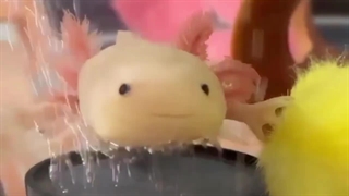 عجیب ترین حیوانات خانگی