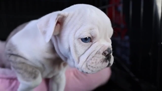 چگونه کمبود آب بدن حیوان خانگی را تشخیص دهیم؟ آب مورد نیاز بدن حیوانات خانگی