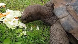 جاناتان پیرترین حیوان جهان