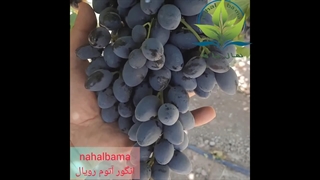 نهال انگور آتوم رویال نهال باما