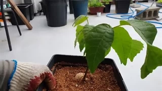 کاشت گردو در خانه با یک روش ساده