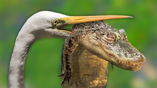 پرنده وحشی حتی کروکودیل هم می خورد!!!