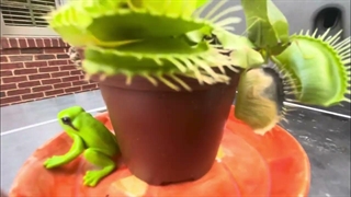 گیاه گوشتخواری که ملخ میخورد!