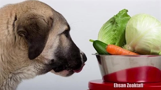 کم خونی در سگ و گربه | علائم کم خونی