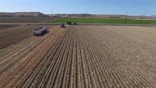 خرید پیاز عمده به صورت مستقیم از کشاورز