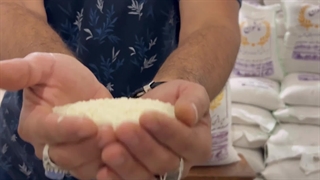 برنج هاشمی کشت دوم نماشون