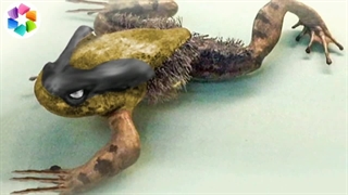 عجیب ترین حیوانات جهان که باور نمی کنید وجود داشته باشند