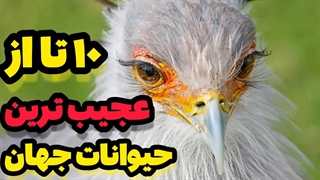 حقایق باورنکردنی درباره عجیب ترین حیوانات