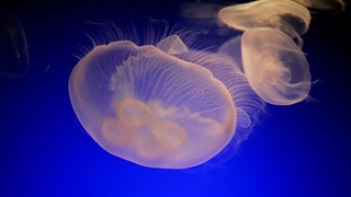 اولین ویدیو از یک عروسی دریایی که هم‌نوع خود را می‌خورد! ( روز جهانی عروس دریایی )