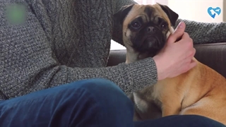 چطوری جلوی گاز گرفتن سگ ها رو بگیریم؟