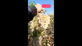 انگور کمالی nahalbama دندانپزشک زیبایی