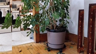 خرید قیمت انواع بهترین قوی سم قارچ کش مخصوص حشرات کرم خر خاکی حشره کش هزارپا از بین برنده آفات گیاهان آپارتمانی باغچه در هشتگرد