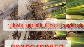 خرید قیمت انواع بهترین قوی سم قارچ کش مخصوص حشرات کرم خر خاکی حشره کش هزارپا از بین برنده آفات گیاهان آپارتمانی باغچه درنظرآباد