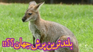 خفن ترین پرش حیوانات مال کانگورو هست یا نه؟! کانگورو با پرش هایی باورنکردنی!!