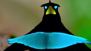 رنگارنگ ترین پرندگان جهان | طبیعت نفس گیر و آهنگ های شگفت انگیز پرندگان | تسکین استرس