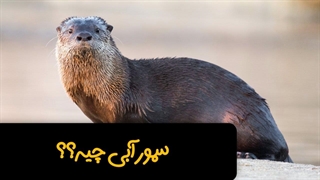 سمور آبی ، جانوری که برق از سرت میپرونه!!