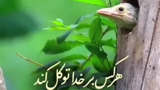 هرکس برخدا توکل کند _ استوری | صبح ظهور