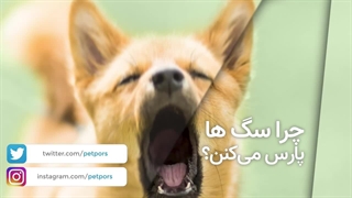 پارس کردن  سگ و راهکار رفع آن