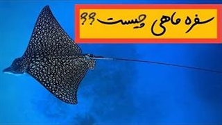 سفره ماهی ها انقدرم که به نظر میرسه ساده نیستن