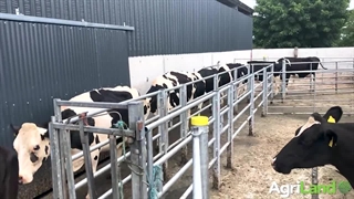 دوشیدن شیر گاو با دستگاه