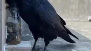 تلاش جالب کلاغ برای آب خوردن!