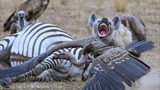 مبارزه کفتار ها برای حفظ قلمروشان