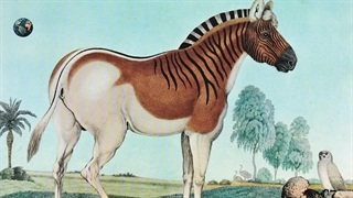 حیوانات منقرض شده : ده تا از حیوانات بامزه منقرض شده که هرگز ندیده اید