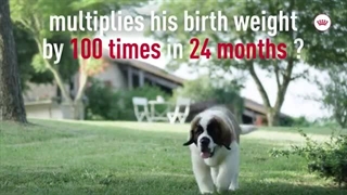 معرفی انواع غذای سگ و گربه رفلکس