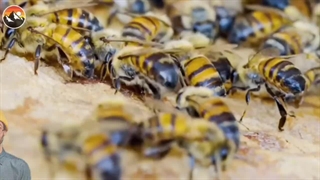 خطرناک ترین حشرات جهان که میلیون ها انسان رو به کام مرگ کشانده اند