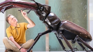 زمین در عصر حشرات غول پیکر به چه شکل بود؟آیا حشرات غول پیکر هنوز زنده هستند؟